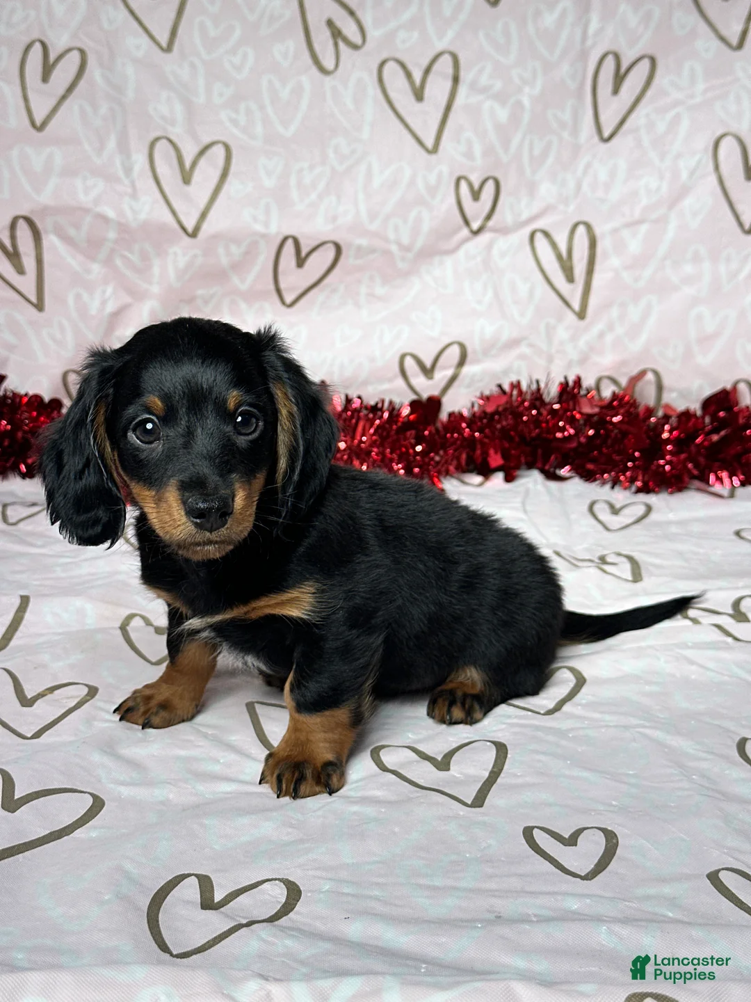 Miniature Dachshund dogs for sale: Cooper - Ad 3