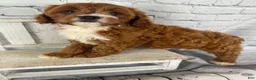 Cavapoo dogs for sale: Sadie - Ad 11