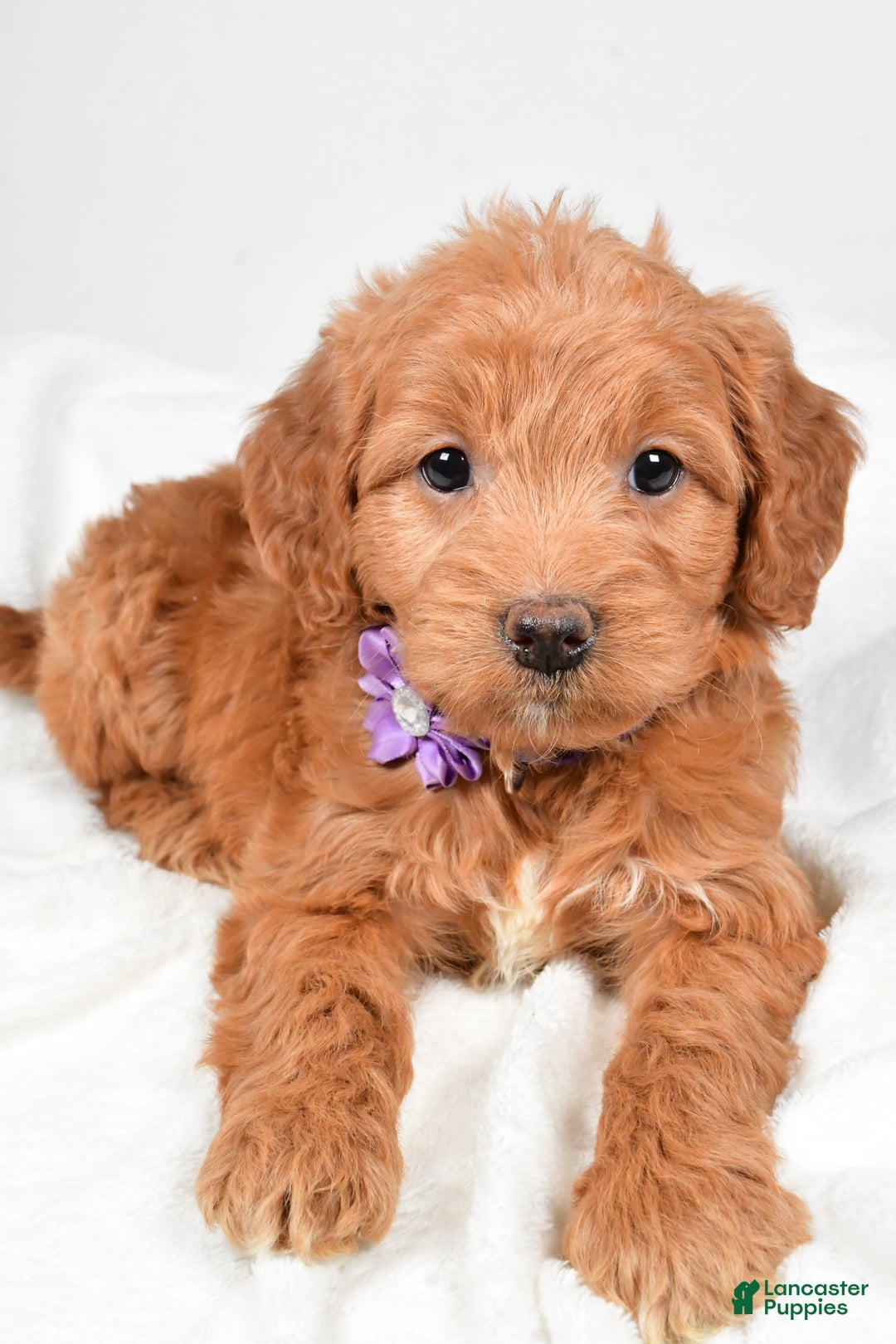 Mini Goldendoodle dogs for sale: Bluebell - Ad 4