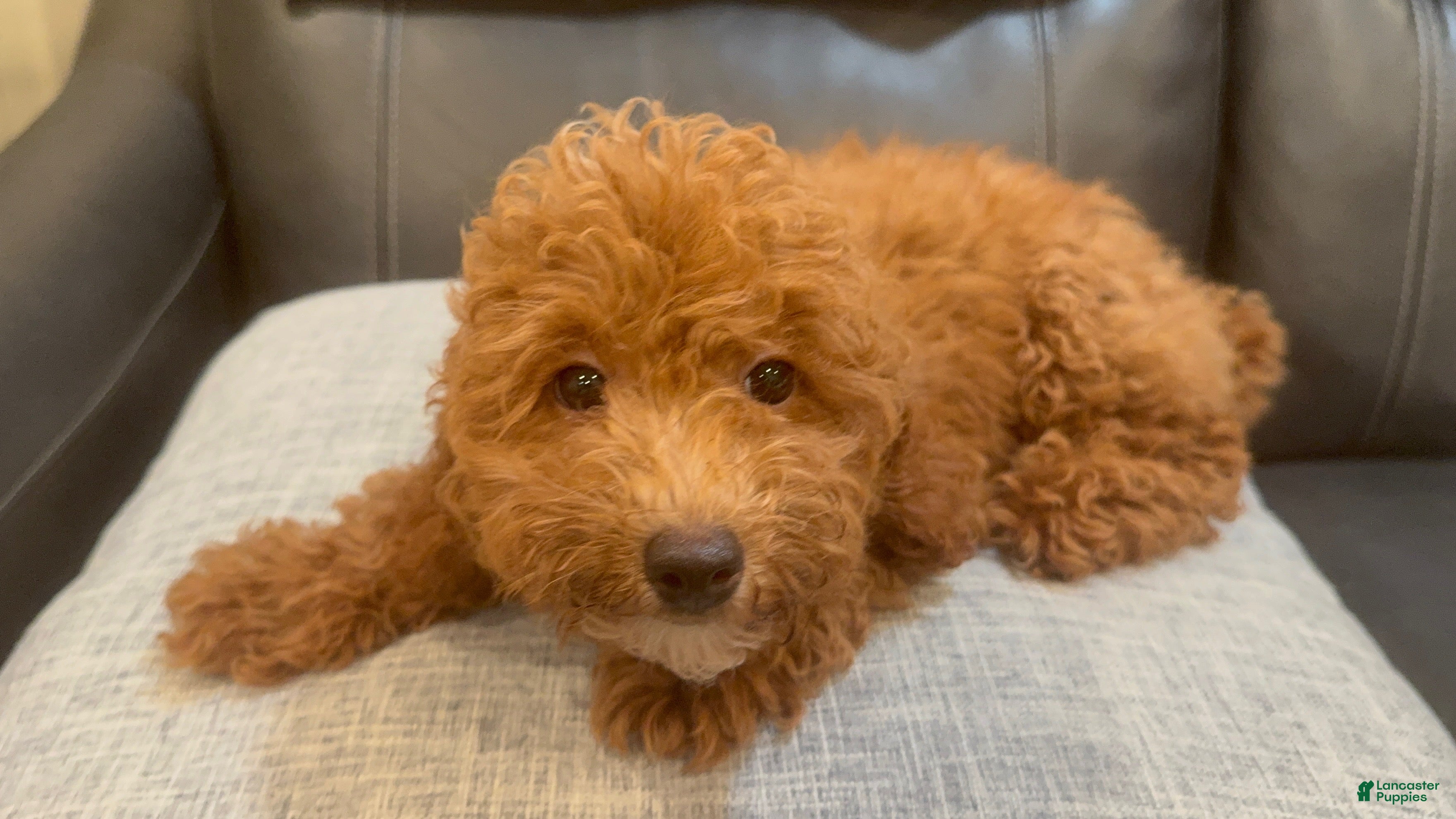 Toy Poodle dogs Red - Ad 8