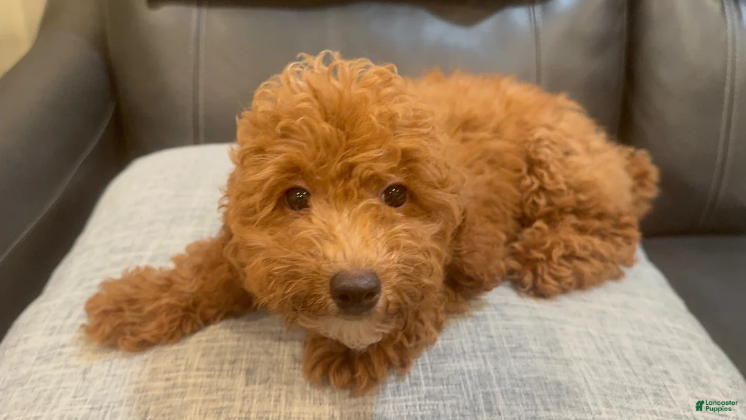 Toy Poodle dogs for sale: Red - Ad 1