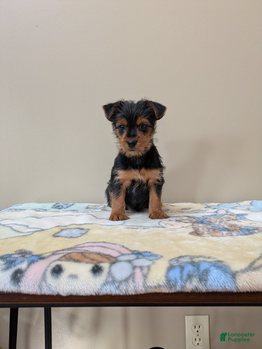 Yorkshire Terrier dogs for sale: Cain - Ad 5