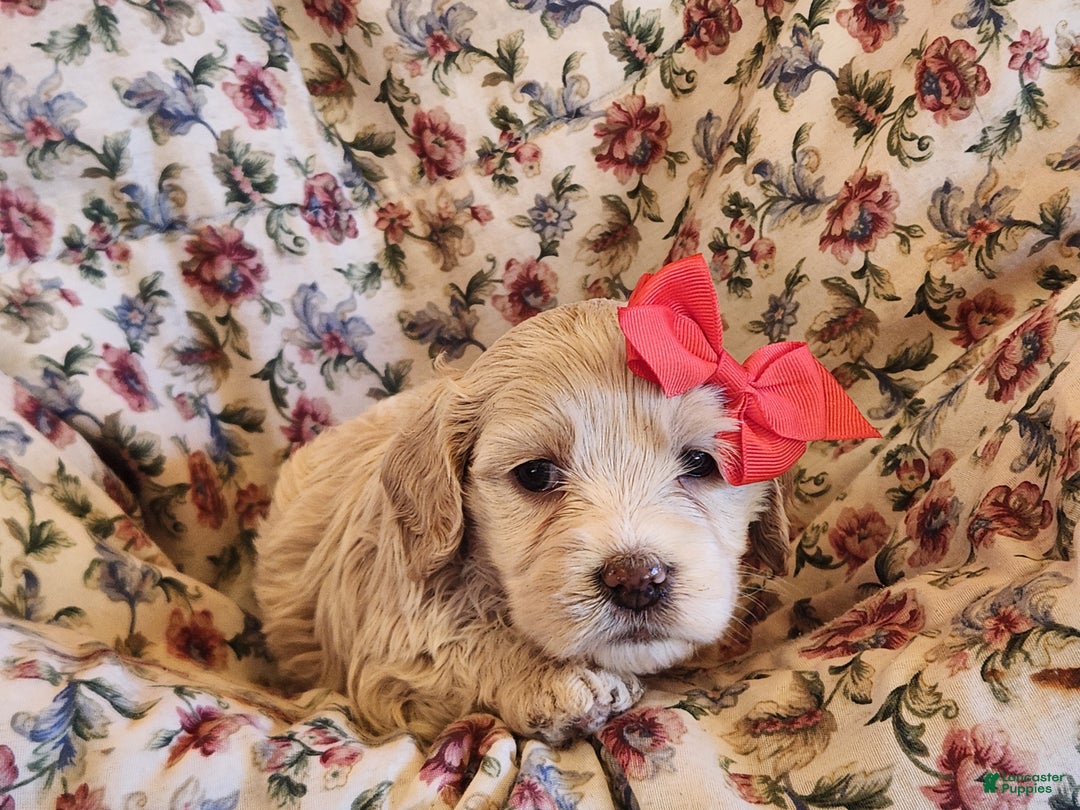 Mixed Breed dogs for sale: Lacey - Ad 5