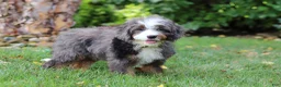 Mini Bernedoodle dogs for sale: Whyatt - Ad 5