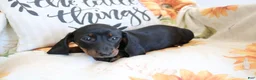 Miniature Dachshund dogs for sale: Danny  - Ad 6