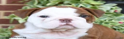 English Bulldog dogs for sale: Sandy - Ad 3