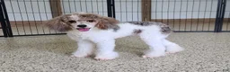 Mini Bernedoodle dogs for sale: Kodiak - Ad 6