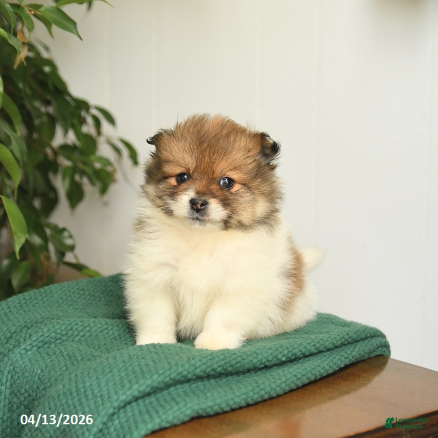 Mixed Breed dogs Buddy - Ad 2