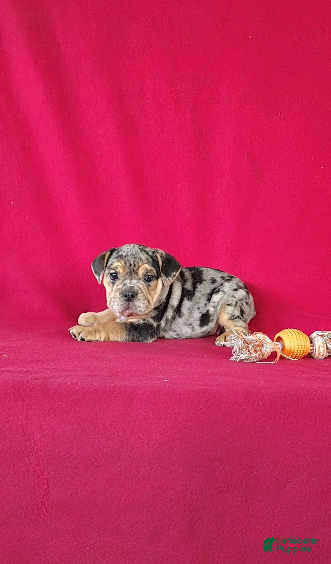 Mixed Breed dogs for sale: Brynn - Ad 7