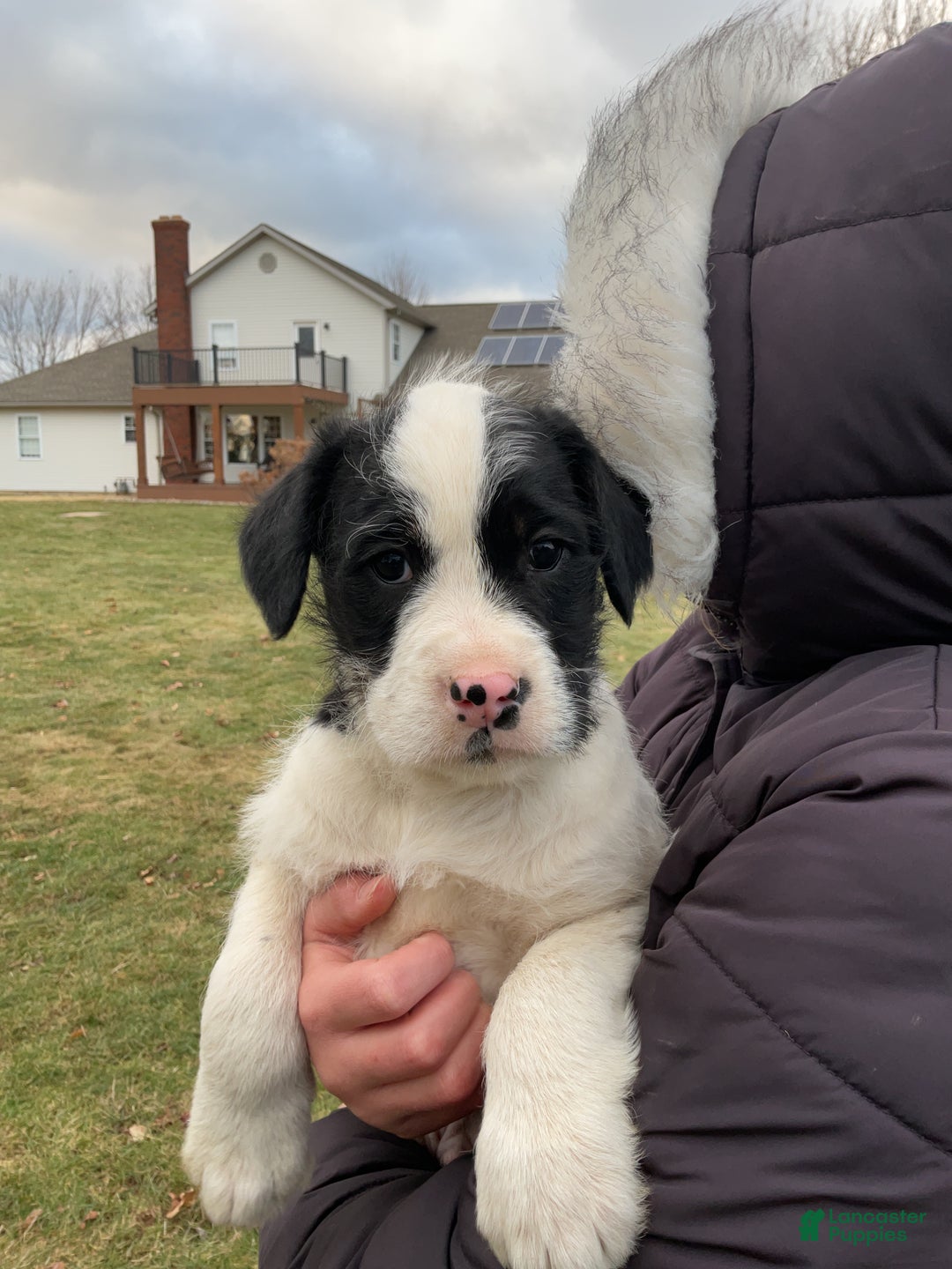 Mixed Breed dogs for sale: Buttons - Ad 6