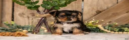 Yorkshire Terrier dogs for sale: Duchess - Ad 3