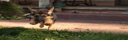 German Shepherd dogs for sale: Stormy Gale - Ad 4