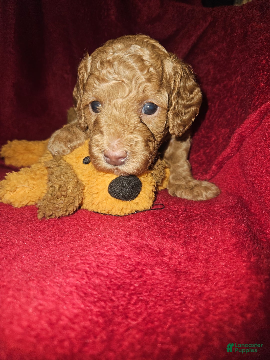 Teddy Bear Pomeranian Puppies For Sale With Price Pomeranian