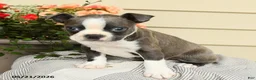Boston Terrier dogs for sale: Boomer - Ad 3