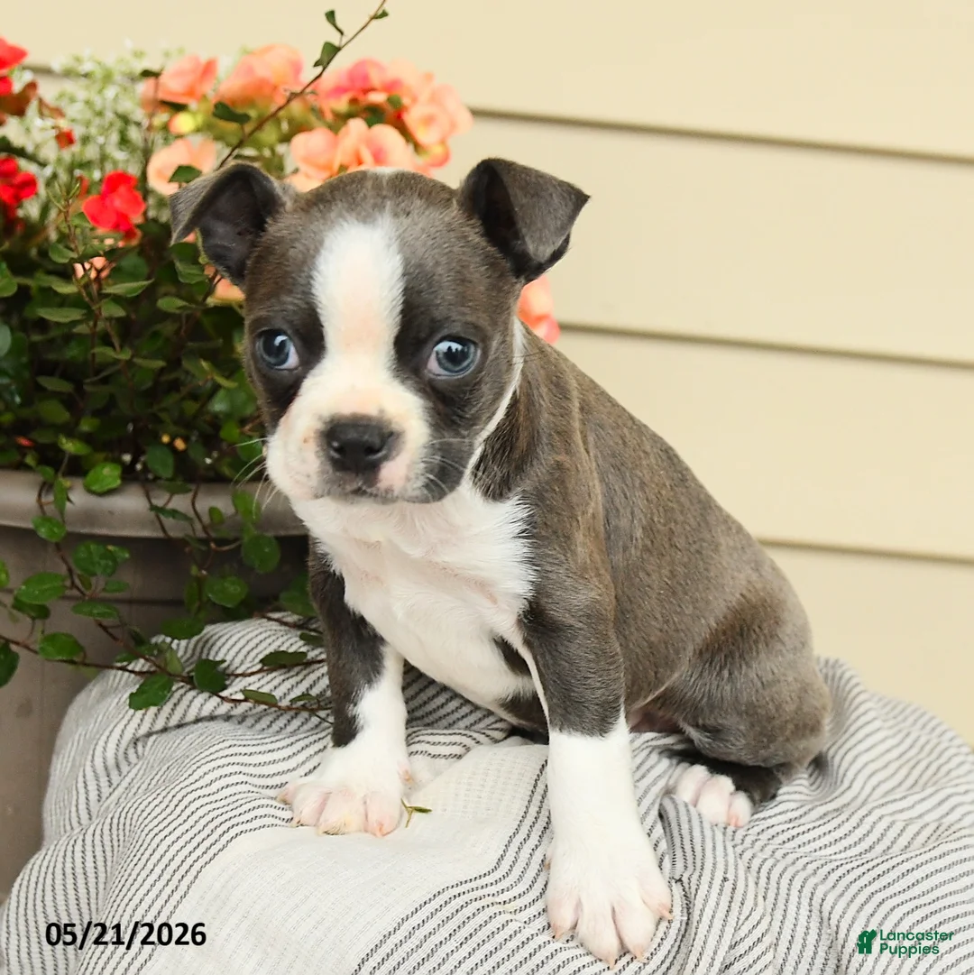 Boston Terrier dogs for sale: Boomer - Ad 3