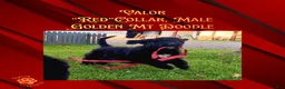 Mixed Breed dogs for sale: ⭐ Valor — Red Collar • Male Golden Mountain Doodle - Ad 6