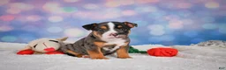 English Bulldog dogs for sale: Mia - Ad 8