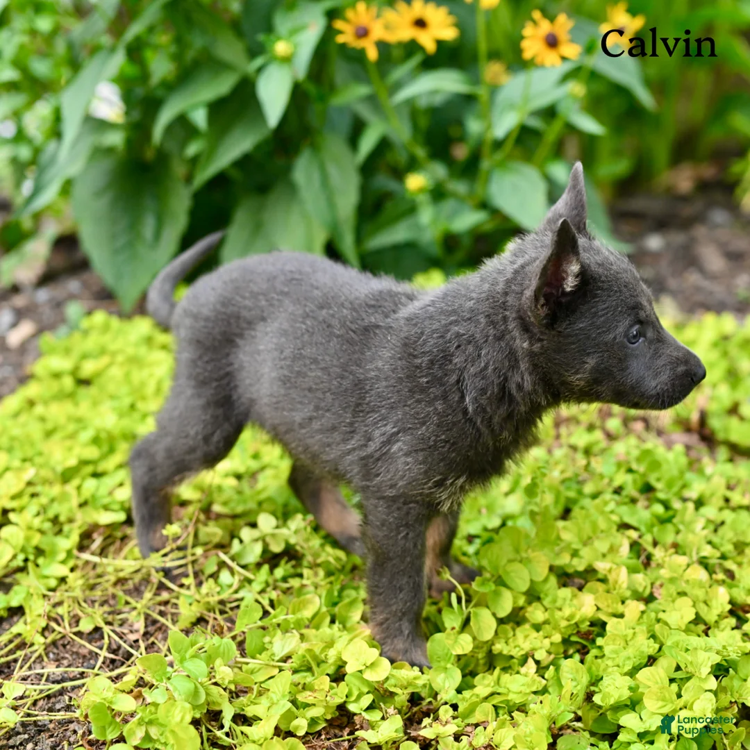 German Shepherd dogs for sale: Calvin - Ad 2