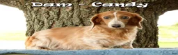 Miniature Dachshund dogs for sale: Hal - Ad 10