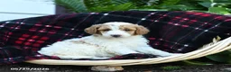 Goldendoodle dogs for sale: Forest - Ad 3