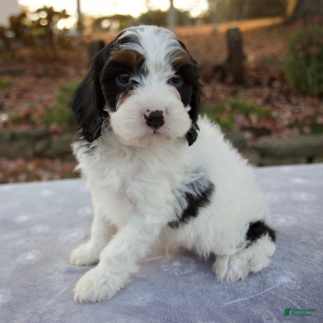 Cooper for sale in Dundee Lancaster Puppies