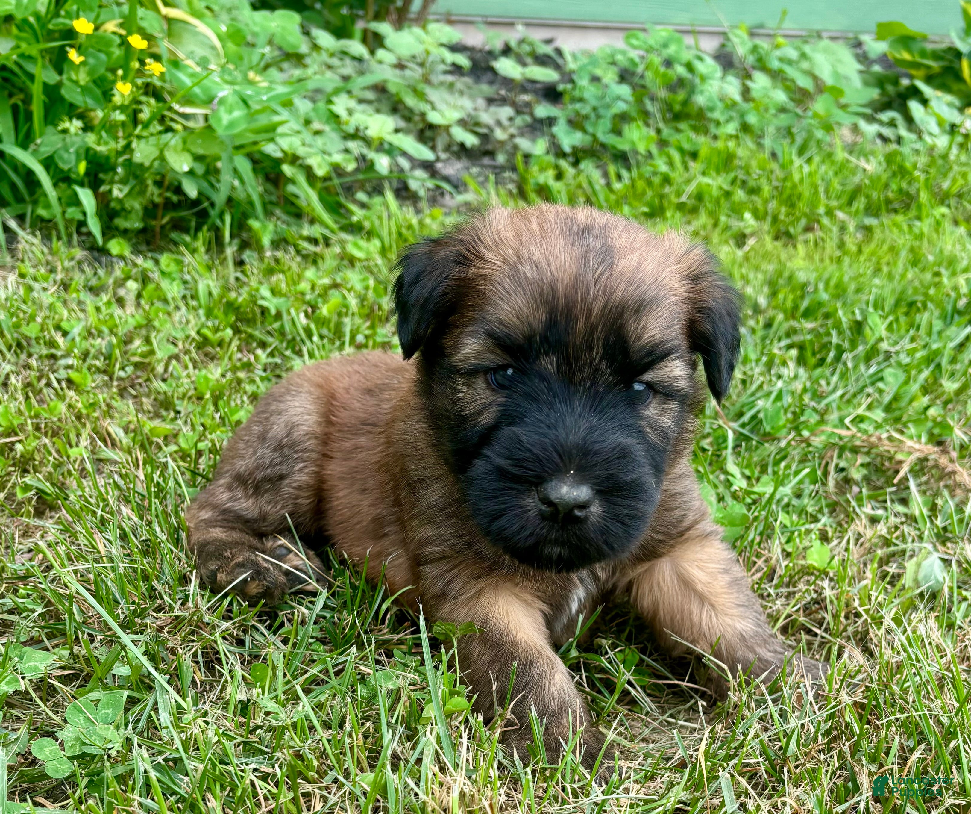 Soft Coated Wheaten Terrier dogs Lincoln - Ad 1