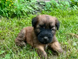 Soft Coated Wheaten Terrier dogs for sale: Lincoln - Ad 1