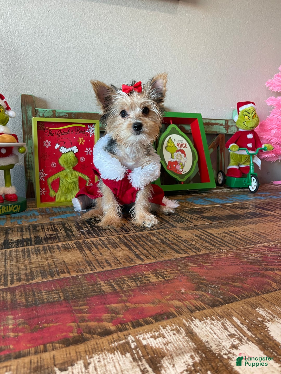 Yorkshire Terrier dogs for sale: Meet Lulu - Ad 4