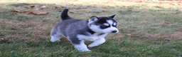 Siberian Husky dogs for sale: River - Ad 7