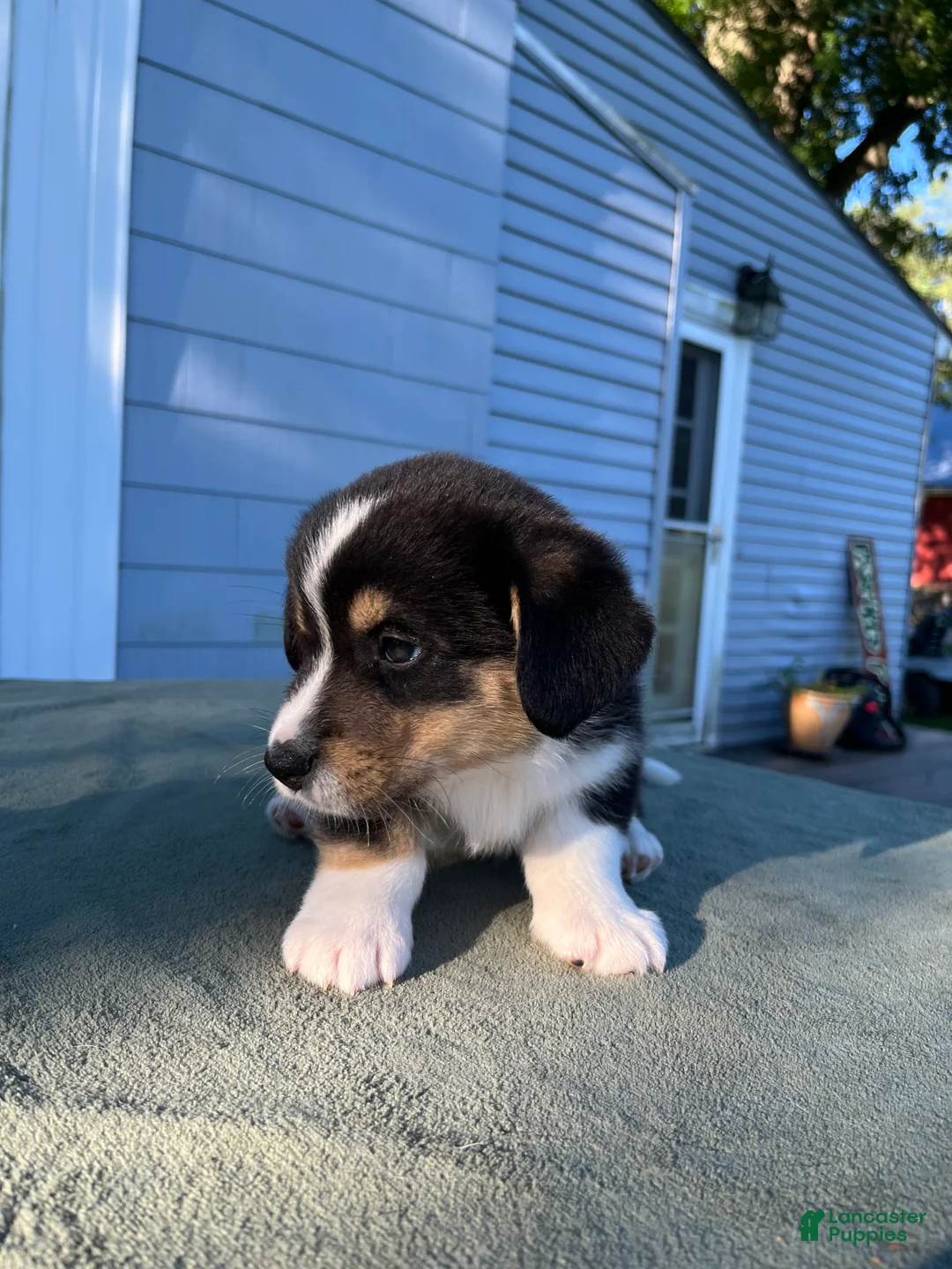 Welsh Corgi Cardigan dogs for sale: Bowie - Ad 2