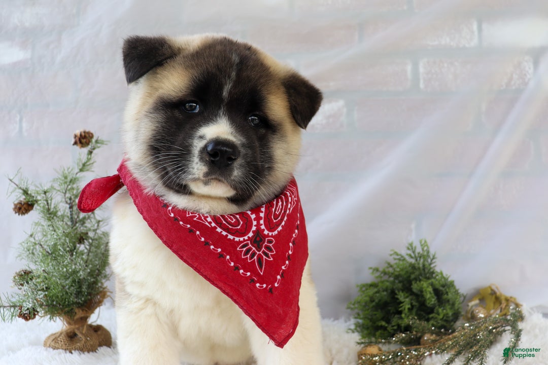 Akita dogs for sale: Trevor - Ad 6