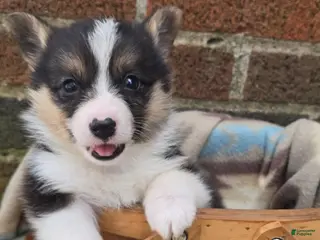 Welsh Corgi Pembroke dogs for sale: Welsh Corgi Pembroke Puppy 1 - Ad 4