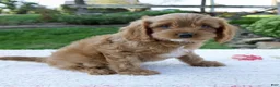 Cavapoo dogs for sale: Echo - Ad 6