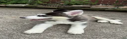 Siberian Husky dogs for sale: Ari - Ad 3