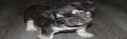 French Bulldog dogs for sale: French Bulldog Puppy 1 - Ad 2
