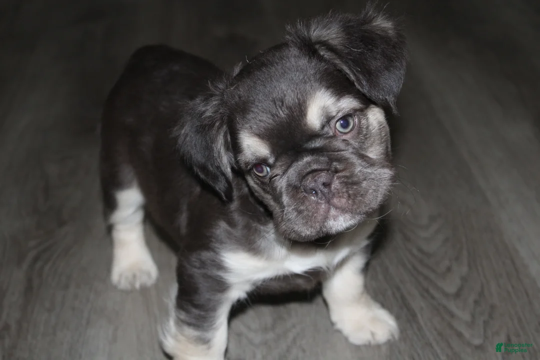 French Bulldog dogs for sale: French Bulldog Puppy 1 - Ad 2