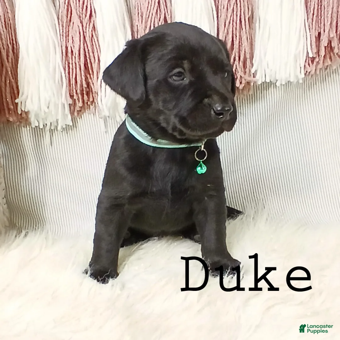 Labrador Retriever dogs for sale: DUKE - Ad 4