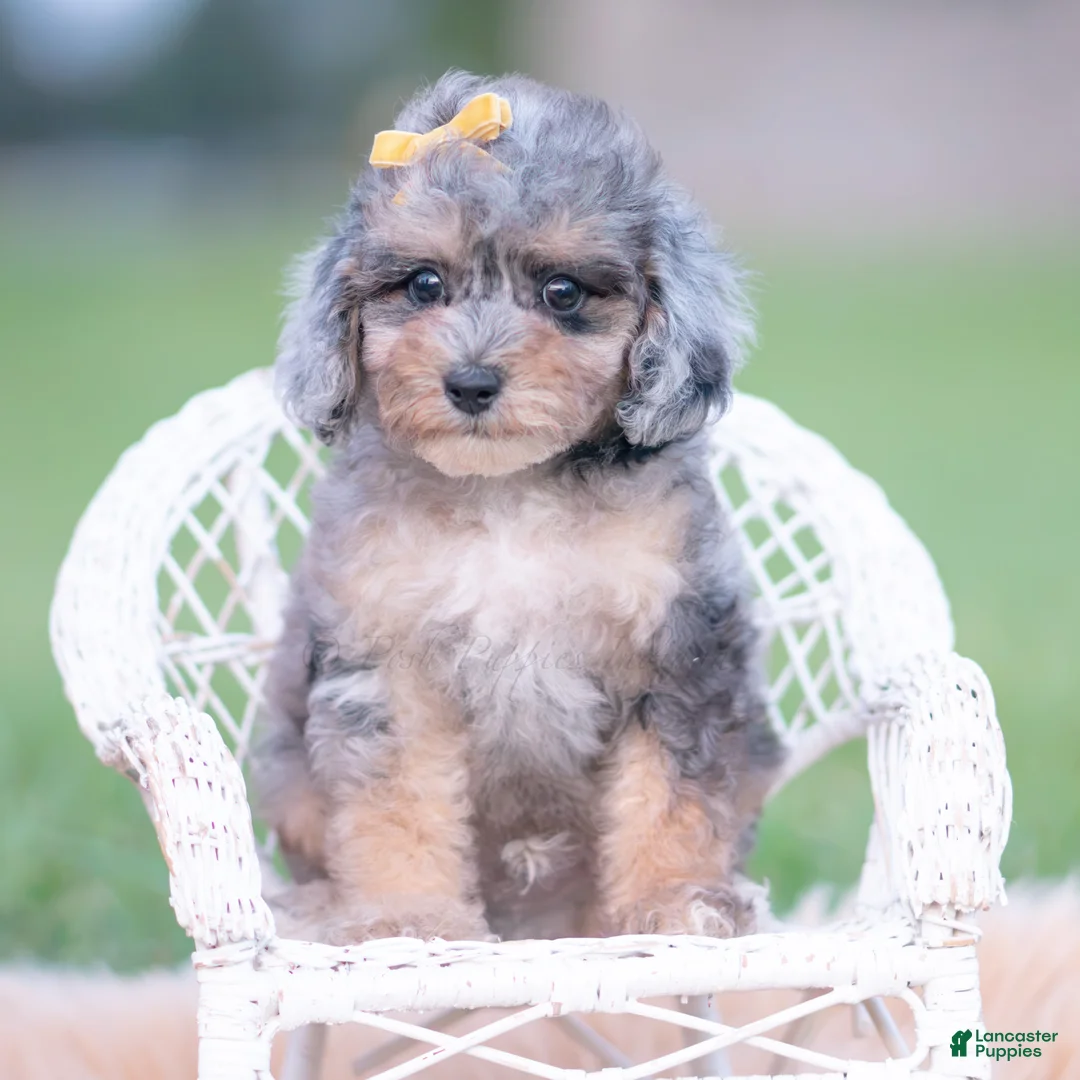 Toy Poodle dogs for sale: Baxter AKC - Ad 1