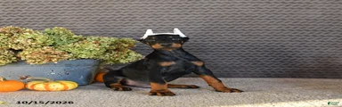 Nex