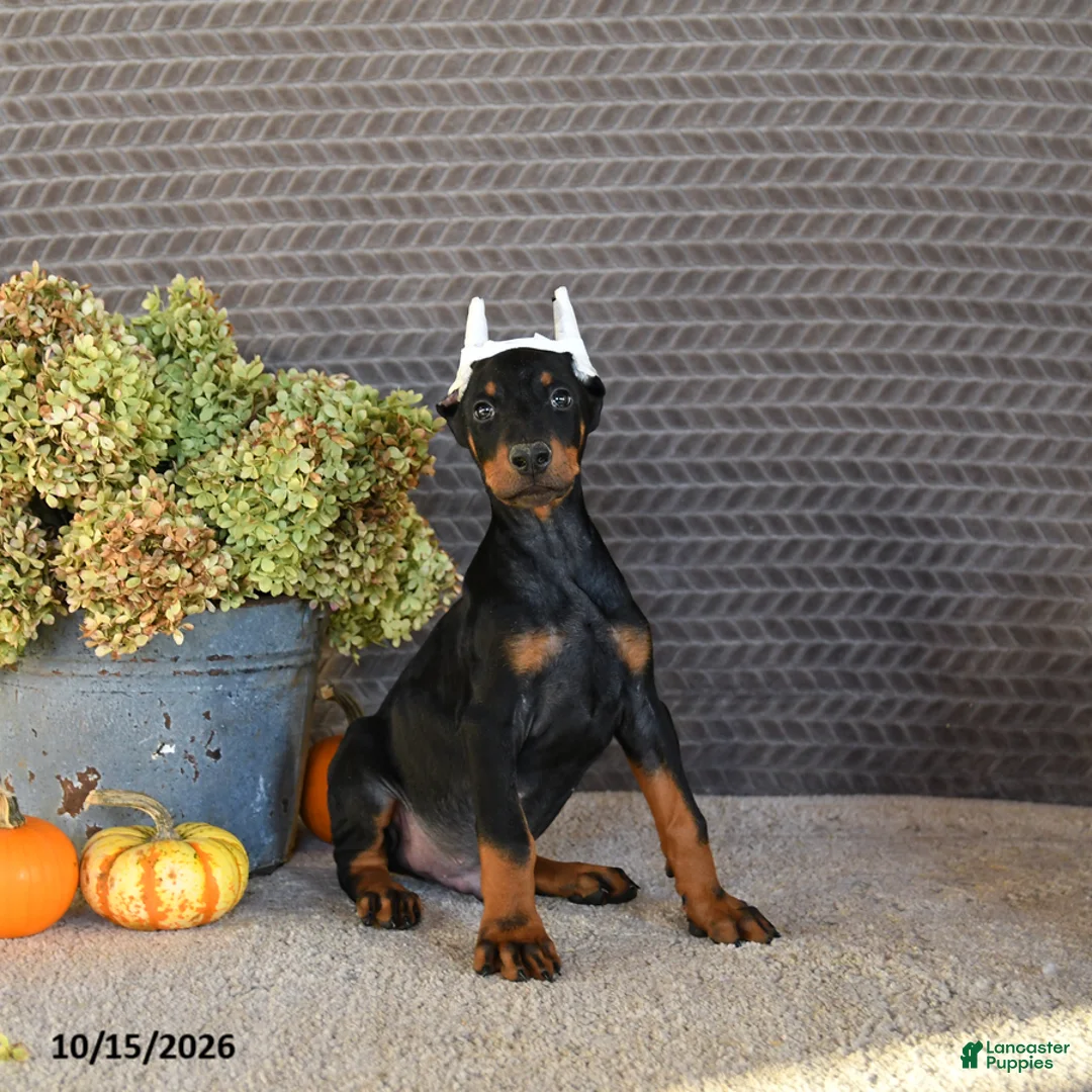Doberman Pinscher dogs for sale: Nex - Ad 1