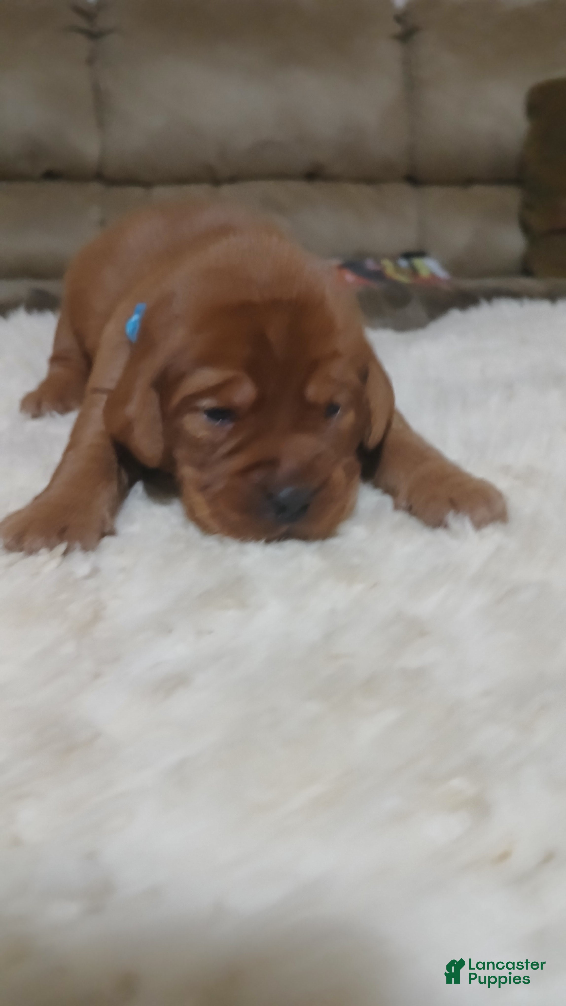 Labrador Retriever dogs for sale: Ollie - Ad 1