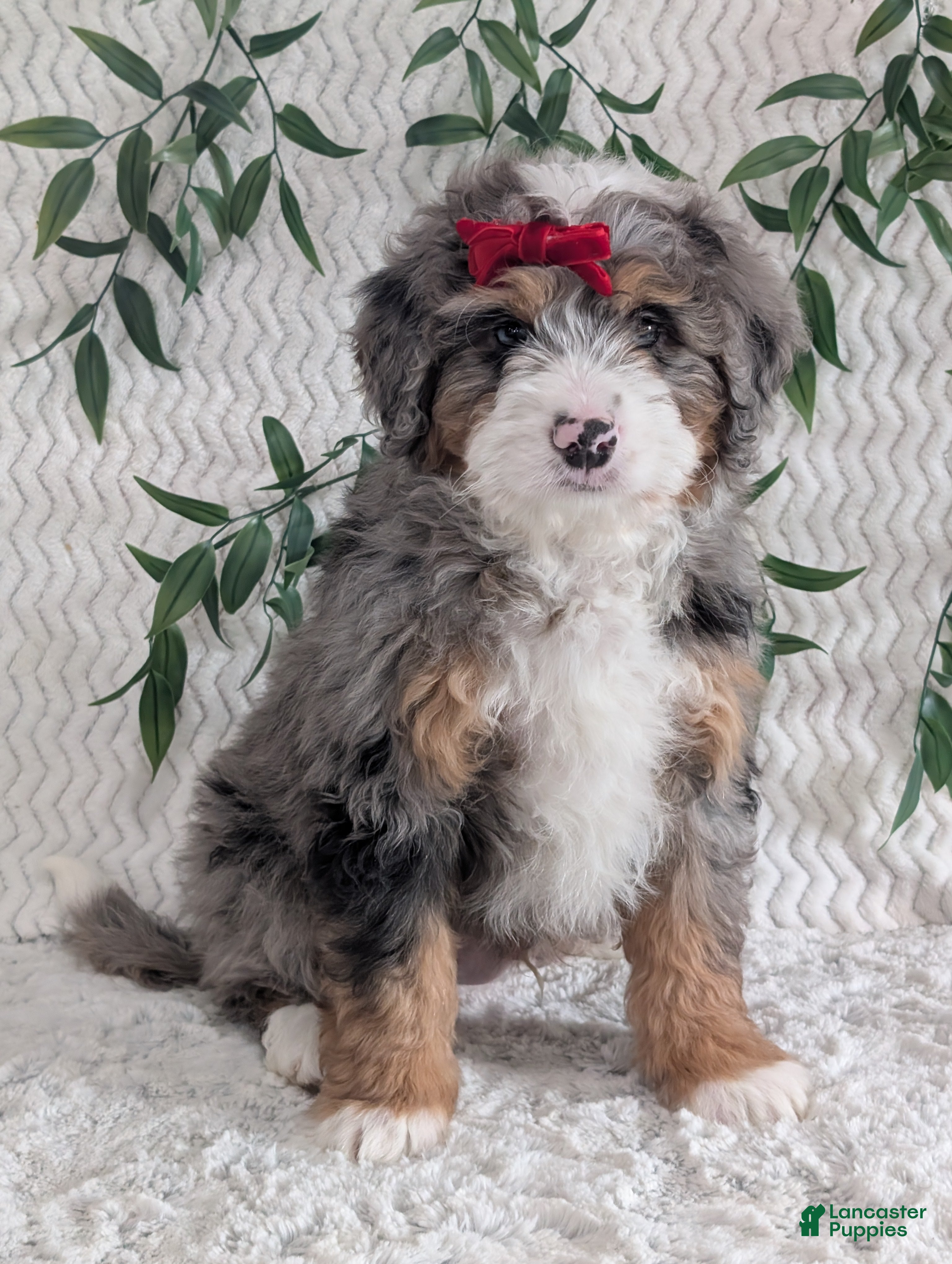 Mini Bernedoodle dogs Mini Niko  - Ad 11