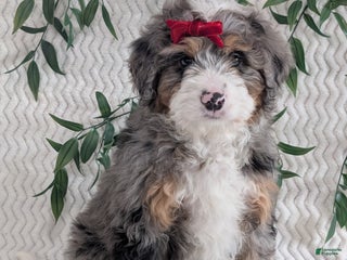 Mini Bernedoodle dogs Mini Niko - Ad 11