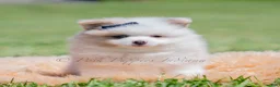 Pomeranian dogs for sale: Fizzle - Ad 4