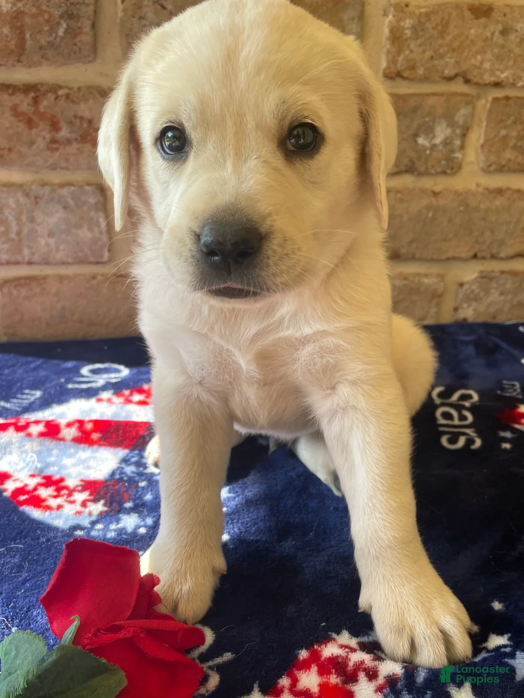 Labrador Retriever dogs for sale: Rory - Ad 4