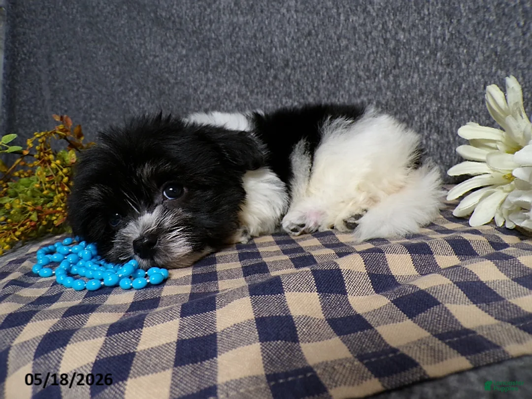 Havanese dogs for sale: Kye - Ad 2