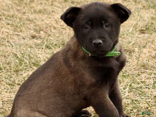 Belgian Malinois dogs Arlo - Ad 14