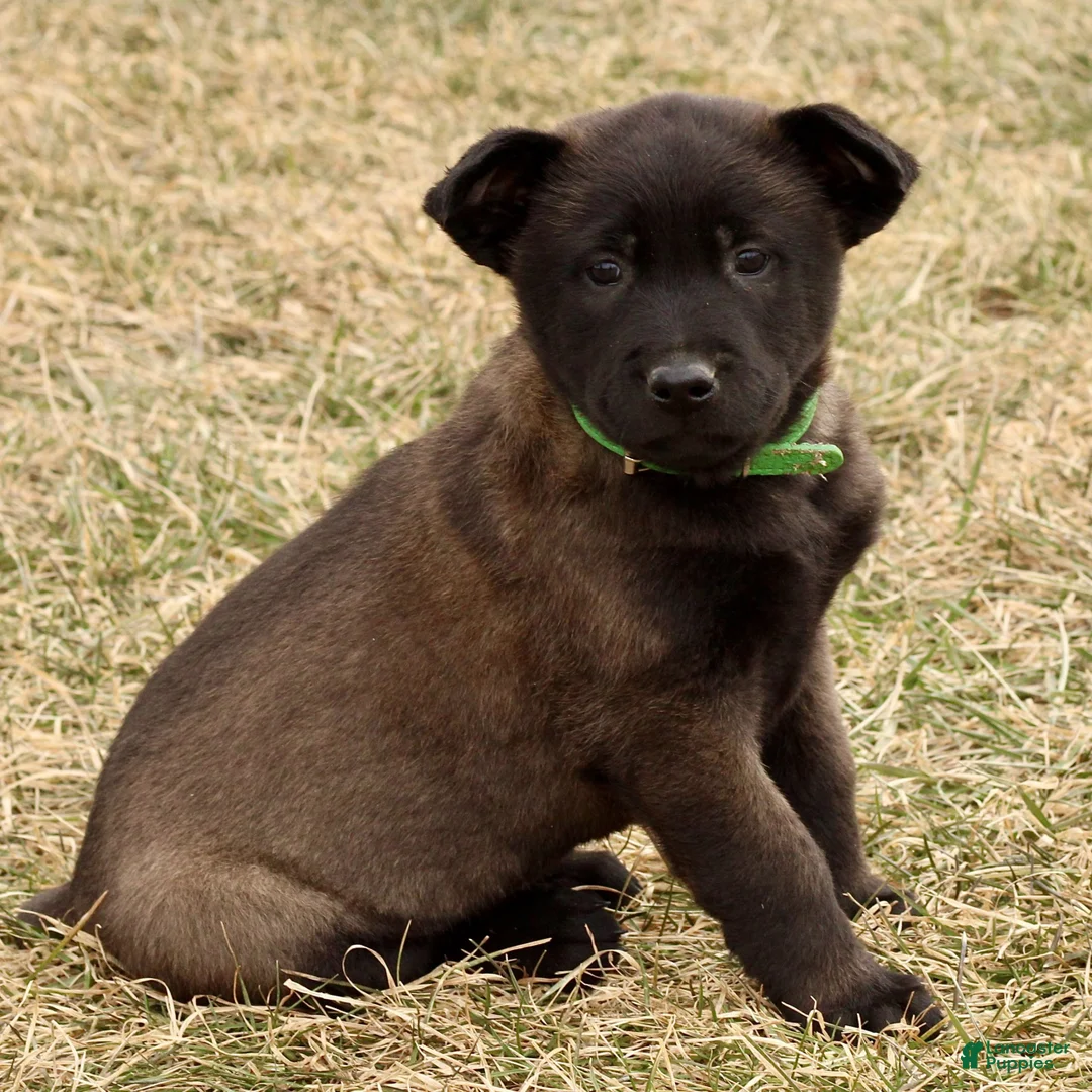 Belgian Malinois dogs for sale: Arlo  - Ad 4