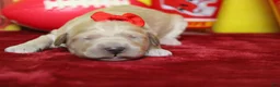 Goldendoodle dogs for sale: Cocoa - Ad 3