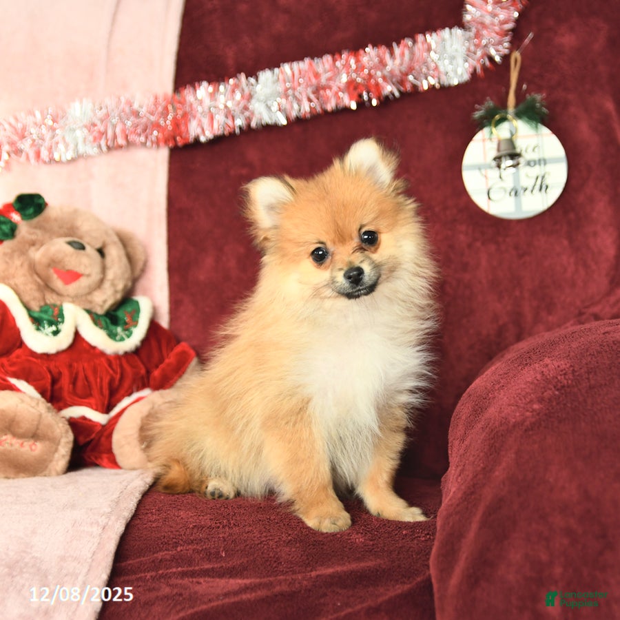 Pomeranian dogs Paddington - Ad 4